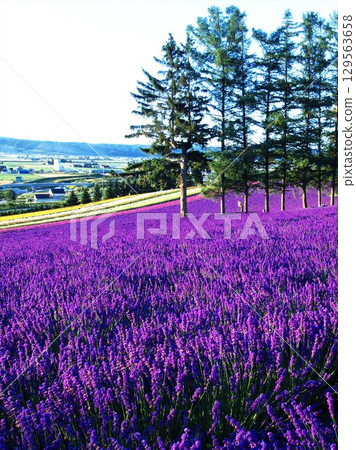 Hokkaido scenery and flower fields Hokkaido scenery and flower fields 129563658