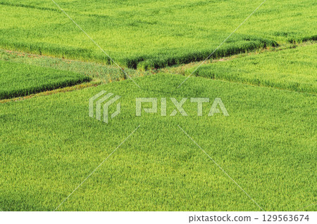 Summer scenery with rice fields. Growing rice. Film-like. 129563674