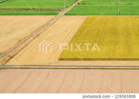 夏季稻田風光 早稻收割正在進行中 b-3 電影風格 129563806