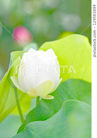 Flowers around the house, various seasonal plants, early summer, beautiful large white lotus flowers in bloom Flowers around the house, various seasonal plants, early summer, beautiful large white lotus flowers in bloom 129563894