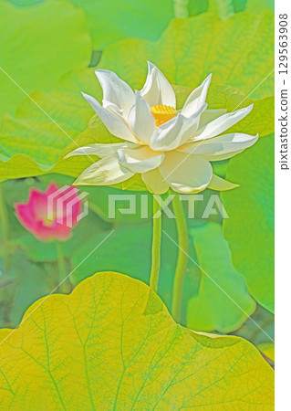 Flowers around the house, various seasonal plants, early summer, beautiful large white lotus flowers in bloom Flowers around the house, various seasonal plants, early summer, beautiful large white lotus flowers in bloom 129563908