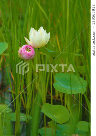 房子周圍鮮花盛開 — 各個季節 — 初夏 — 美麗的大白蓮花盛開 房子周圍鮮花盛開 — 各個季節 — 初夏 — 美麗的大白蓮花盛開 129563918