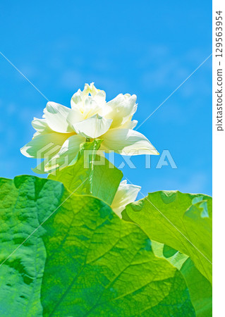 房屋周圍鮮花盛開，四季皆有不同。初夏的藍天映襯下，美麗的白蓮花競相綻放。 129563954