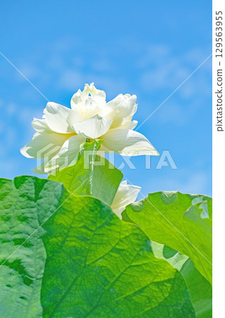 房屋周圍鮮花盛開,四季皆有不同。初夏的藍天映襯下,美麗的白蓮花競相綻放。 房屋周圍鮮花盛開,四季皆有不同。初夏的藍天映襯下,美麗的白蓮花競相綻放。 129563955