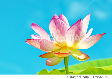 房屋周圍鮮花盛開，四季皆有不同。初夏的藍天映襯下，盛開著美麗的粉紅蓮花。 129563959