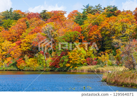 八幡平大沼（秋季） 129564071