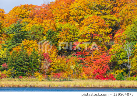 八幡平大沼（秋季） 129564073