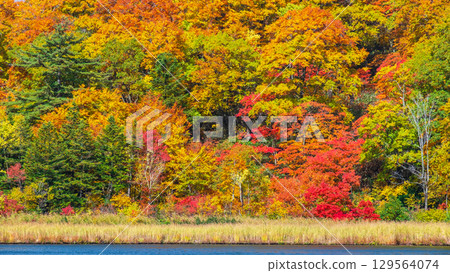 八幡平大沼（秋季） 129564074