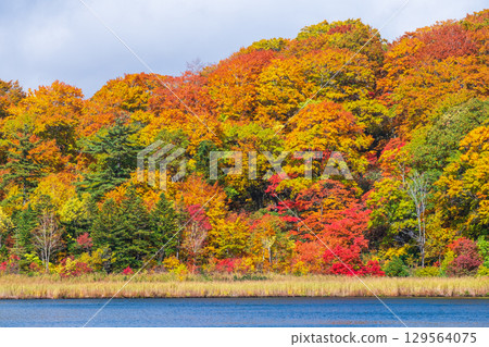 八幡平大沼（秋季） 129564075