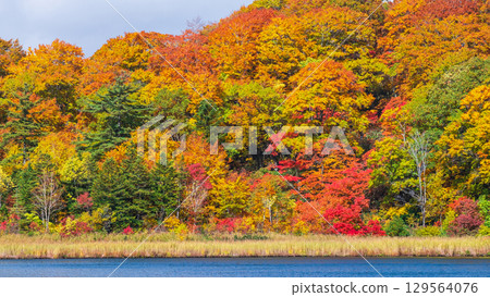 八幡平大沼（秋季） 129564076