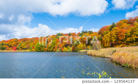 八幡平大沼(秋季) 八幡平大沼(秋季) 129564137