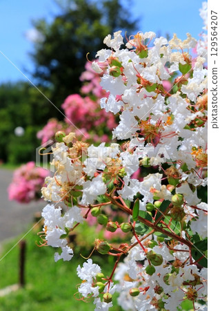 White crape myb flower 129564207