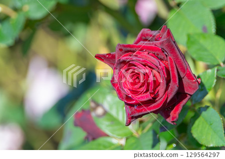 美麗的紅色秋玫瑰,花瓣上有水滴 美麗的紅色秋玫瑰,花瓣上有水滴 129564297