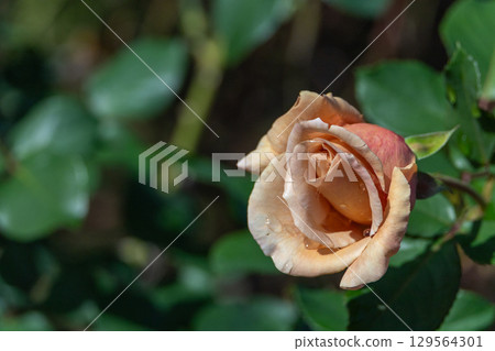 淺橙色秋玫瑰與水滴 129564301