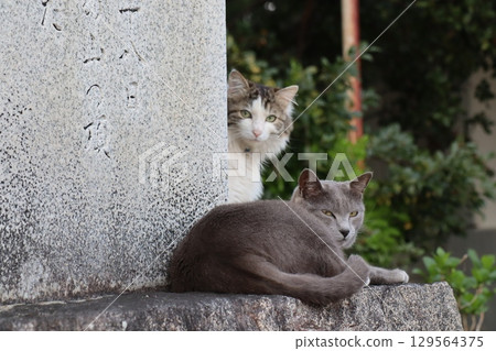 A cat peeking out from behind a stone monument and a gray cat relaxing on a stone A cat peeking out from behind a stone monument and a gray cat relaxing on a stone 129564375
