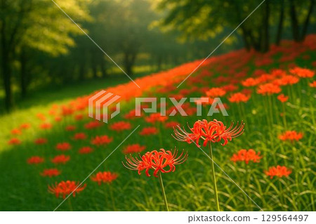 Beautiful high-quality image material of red spider lilies shining in the morning dew and autumn scenery Beautiful high-quality image material of red spider lilies shining in the morning dew and autumn scenery 129564497