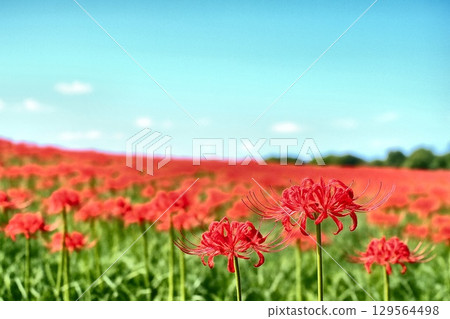 Beautiful high-quality image material of red spider lilies shining in the morning dew and autumn scenery Beautiful high-quality image material of red spider lilies shining in the morning dew and autumn scenery 129564498