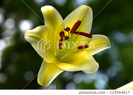 Lily flowers blooming in the forest Lily flowers blooming in the forest 129564617