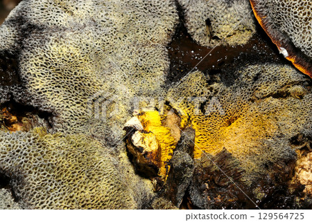 Close-up of the pores and stem of the blue-discolored and aged black-discolored Miyamirogawa mushroom (outdoor field mushroom macro photography) Close-up of the pores and stem of the blue-discolored and aged black-discolored Miyamirogawa mushroom (outdoor field mushroom macro photography) 129564725