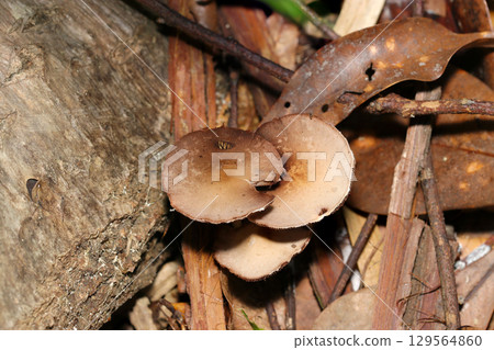 Light brown Pleurotus erythrodermataceae mushrooms grow in the soil of a natural forest (outdoor field fungi and mushroom macro photography) Light brown Pleurotus erythrodermataceae mushrooms grow in the soil of a natural forest (outdoor field fungi and mushroom macro photography) 129564860