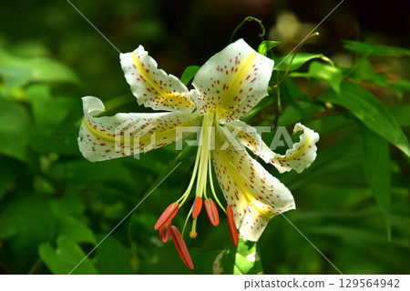 開花在森林裡的Yamamura花 129564942