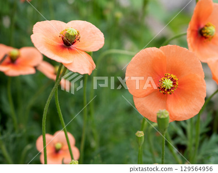 Many long-headed poppies in full bloom 129564956