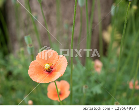 左下角長頭罌粟花的特寫 129564957