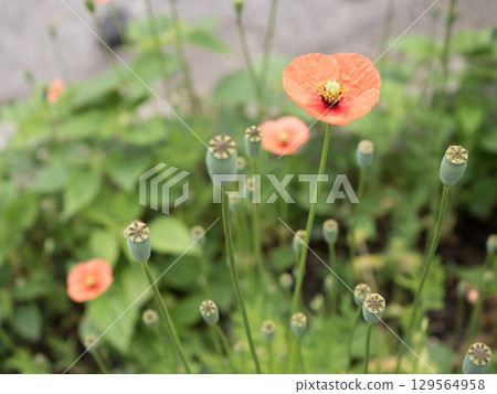 右上方長頭罌粟花的特寫 129564958