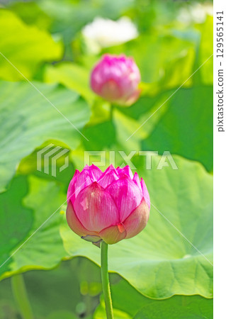 Flowers around the house, various in all seasons. Large, beautiful pink lotus flowers are beginning to bloom in the lotus pond in early summer. Flowers around the house, various in all seasons. Large, beautiful pink lotus flowers are beginning to bloom in the lotus pond in early summer. 129565141