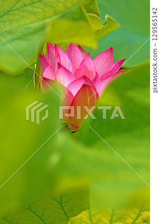 Flowers around the house, various in all seasons. Large, beautiful pink lotus flowers are beginning to bloom in the lotus pond in early summer. Flowers around the house, various in all seasons. Large, beautiful pink lotus flowers are beginning to bloom in the lotus pond in early summer. 129565142