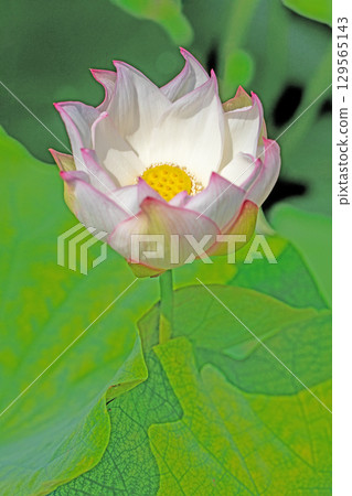 Flowers around the house, various in all seasons. Large, beautiful pink lotus flowers are beginning to bloom in the lotus pond in early summer. Flowers around the house, various in all seasons. Large, beautiful pink lotus flowers are beginning to bloom in the lotus pond in early summer. 129565143