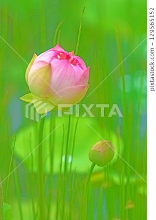 Flowers around the house, various in all seasons. Large, beautiful pink lotus flowers are beginning to bloom in the lotus pond in early summer. 129565152