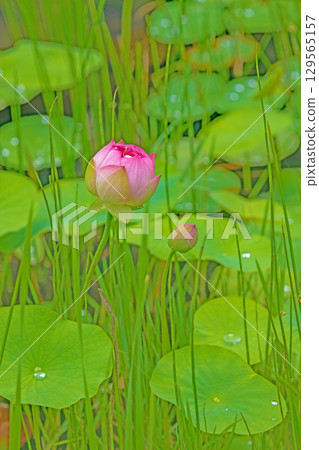 Flowers around the house, various in all seasons. Large, beautiful pink lotus flowers are beginning to bloom in the lotus pond in early summer. Flowers around the house, various in all seasons. Large, beautiful pink lotus flowers are beginning to bloom in the lotus pond in early summer. 129565157