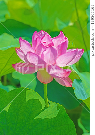 房屋周圍鮮花盛開，四季皆有不同。初夏的荷塘裡，盛開著又大又美麗的粉紅色蓮花。 129565163