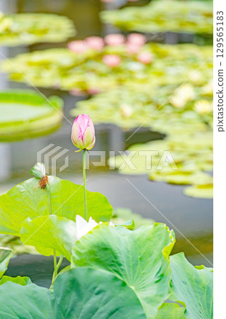Flowers around the house, various in all seasons. Large, beautiful pink lotus flowers are beginning to bloom in the lotus pond in early summer. 129565183