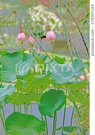 Flowers around the house, various in all seasons. Large, beautiful pink lotus flowers are beginning to bloom in the lotus pond in early summer. Flowers around the house, various in all seasons. Large, beautiful pink lotus flowers are beginning to bloom in the lotus pond in early summer. 129565184