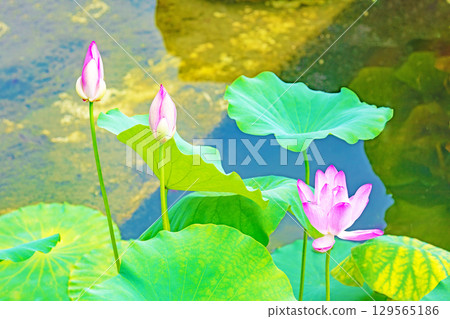 房屋周圍鮮花盛開，四季皆有不同。初夏的荷塘裡，盛開著又大又美麗的粉紅色蓮花。 129565186