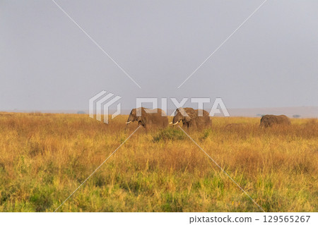 African Elephants grazing in the serengeti 129565267