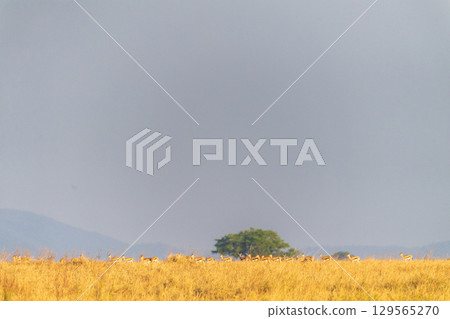 Thomson Gazelles in the Serengeti 129565270