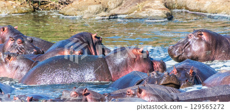 Hippo pool in the Serengeti Hippo pool in the Serengeti 129565272