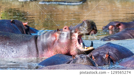 Hippo pool in the Serengeti Hippo pool in the Serengeti 129565274