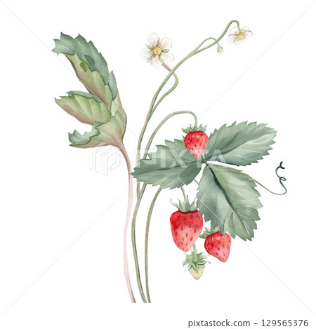 Composition with Wild Strawberry branches and white flower . Hand drawn watercolor illustration of Woodland strawberry plant green leaves and red wild berries on isolated background. Composition with Wild Strawberry branches and white flower . Hand drawn watercolor illustration of Woodland strawberry plant green leaves and red wild berries on isolated background. 129565376