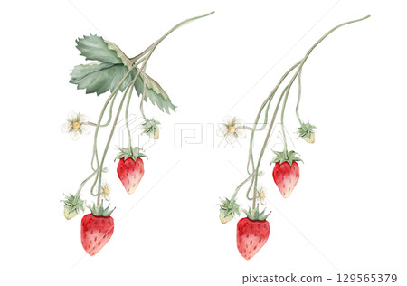 Composition with Wild Strawberry branches and white flower . Hand drawn watercolor illustration of Woodland strawberry plant green leaves and red wild berries on isolated background. 129565379