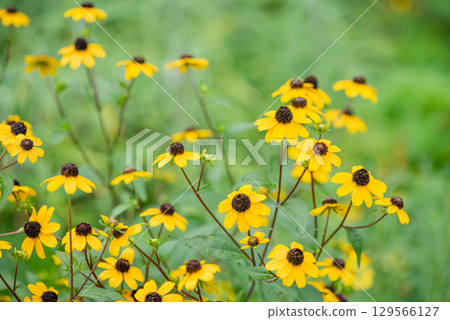 Yellow flowers of Rudbeckia 129566127