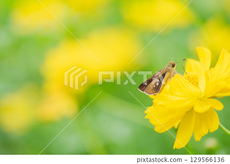 A skipper butterfly resting on a yellow cosmos flower and drinking nectar 129566136