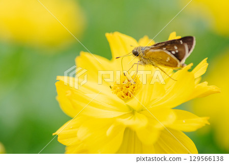A brown skipper butterfly resting on a yellow cosmos and sucking nectar A brown skipper butterfly resting on a yellow cosmos and sucking nectar 129566138