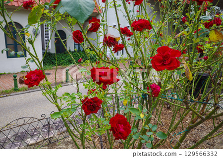 花Michi 花Michi 129566332