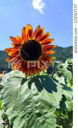 Flower fields embracing summer Flower fields embracing summer 129567137