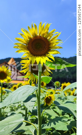 擁抱夏天的花田 129567144