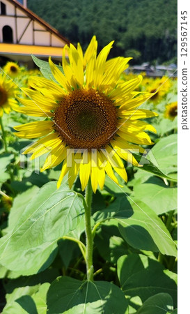 擁抱夏天的花田 129567145